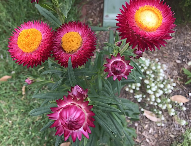 Tall red paper daisies